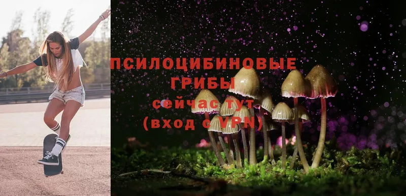 Псилоцибиновые грибы Magic Shrooms  где купить   Тарко-Сале 